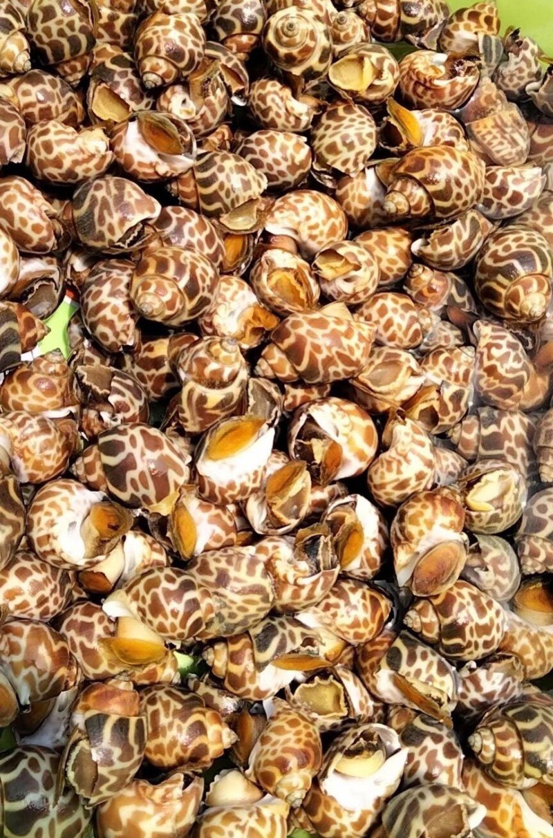 大花螺无冰鲜活速冻贝类花螺无臭子东风螺烧烤火锅食材