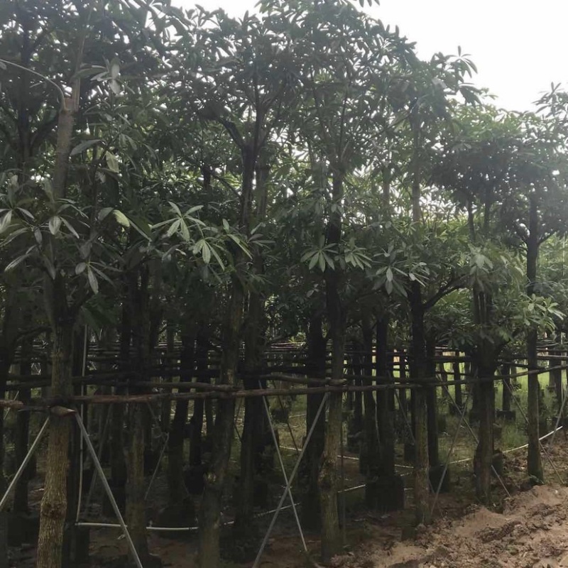 盆架子糖胶树5-30公分袋苗市政工程乔木