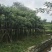 盆架子糖胶树5-30公分袋苗市政工程乔木