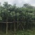 盆架子糖胶树5-30公分袋苗市政工程乔木