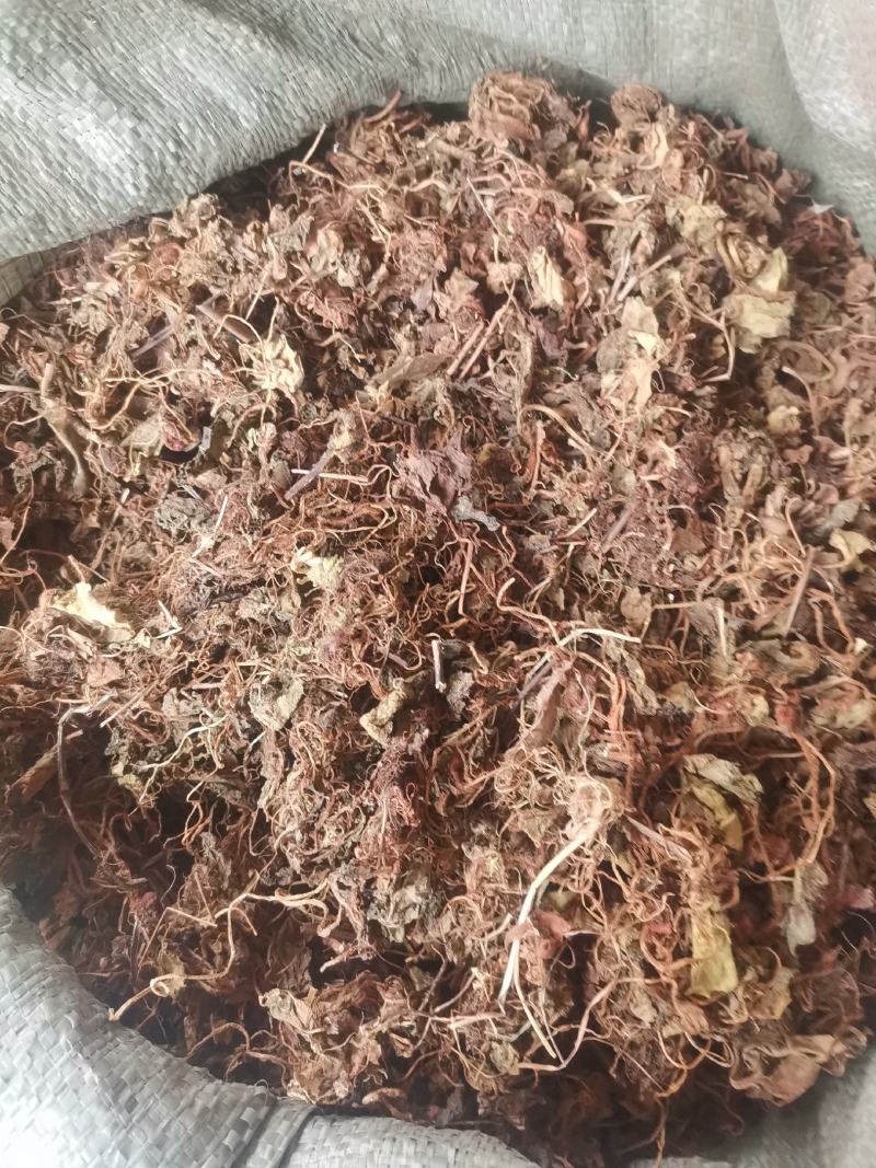 大西南虎耳草无杂净货量大从优欢迎选购