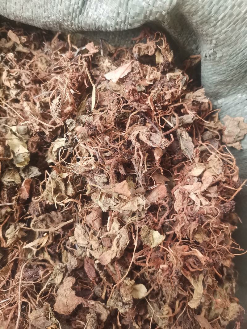大西南虎耳草无杂净货量大从优欢迎选购