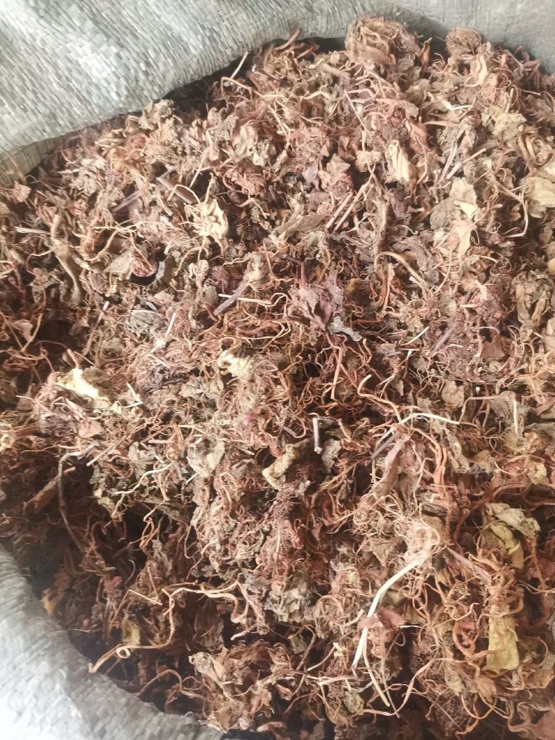 大西南虎耳草无杂净货量大从优欢迎选购