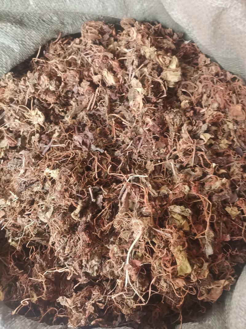 大西南虎耳草无杂净货量大从优欢迎选购