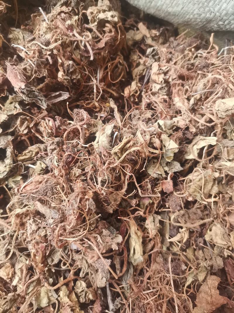 大西南虎耳草无杂净货量大从优欢迎选购