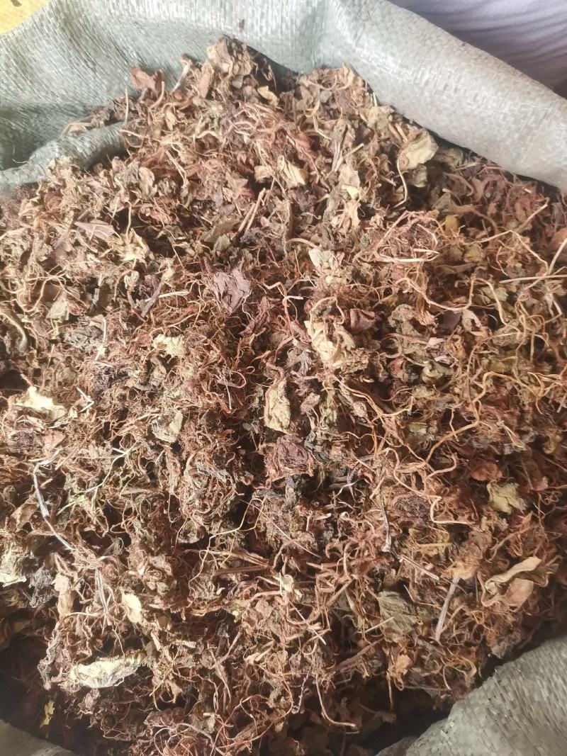 大西南虎耳草无杂净货量大从优欢迎选购