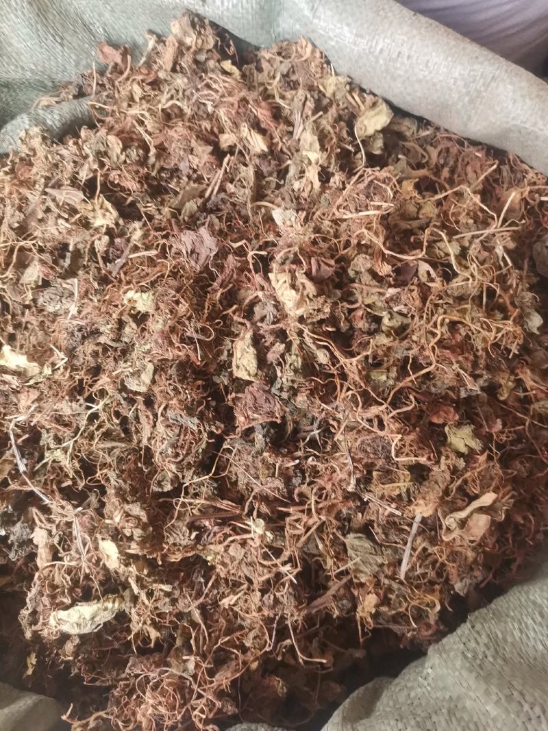 大西南虎耳草无杂净货量大从优欢迎选购