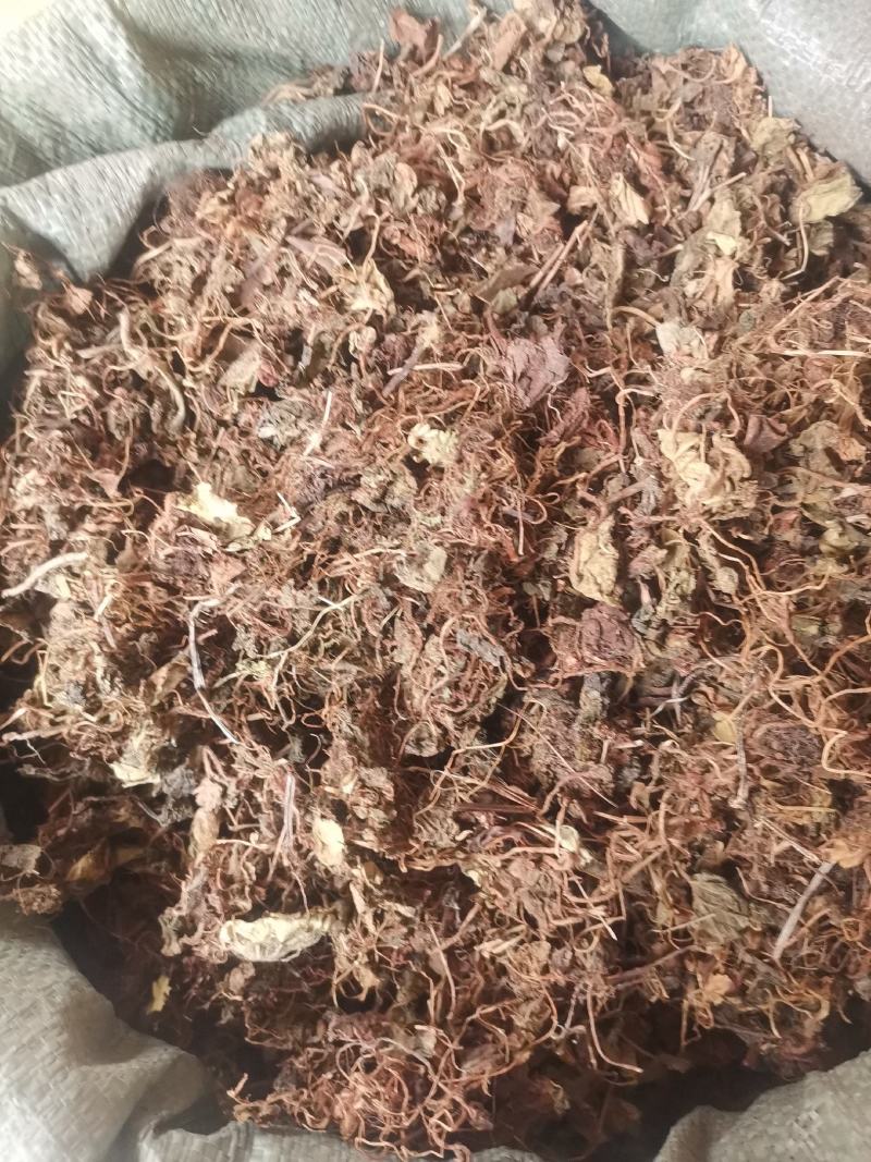 大西南虎耳草无杂净货量大从优欢迎选购