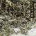 藤茶莓茶正品保证质量无理由退货退款干净无杂质