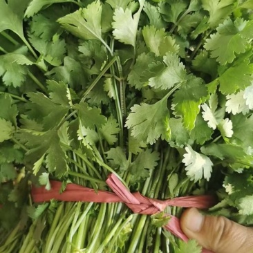 精品香菜大量上市需要的老板联系联系高度25-28