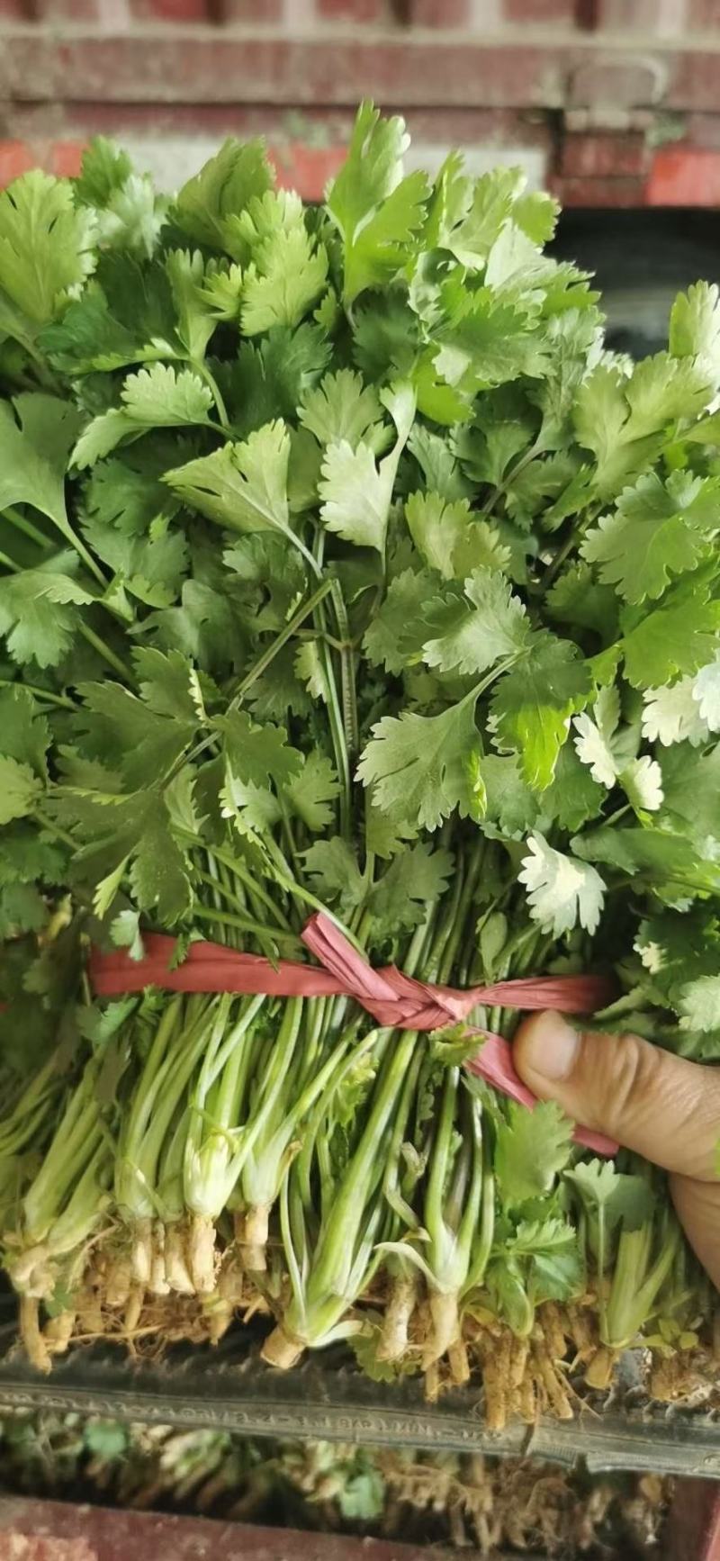 精品香菜大量上市需要的老板联系联系高度25-28