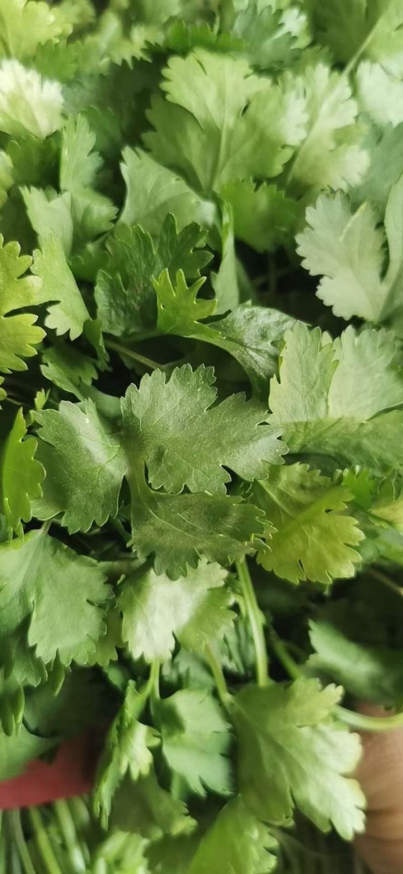 精品香菜大量上市需要的老板联系联系高度25-28