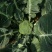 翡翠6号绿花菜种子翡翠9号西兰花蔓陀绿青花菜冬灵西兰花耐