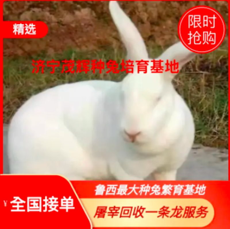 【厂家直销】山东济宁新西兰种兔保证纯种全国可发货
