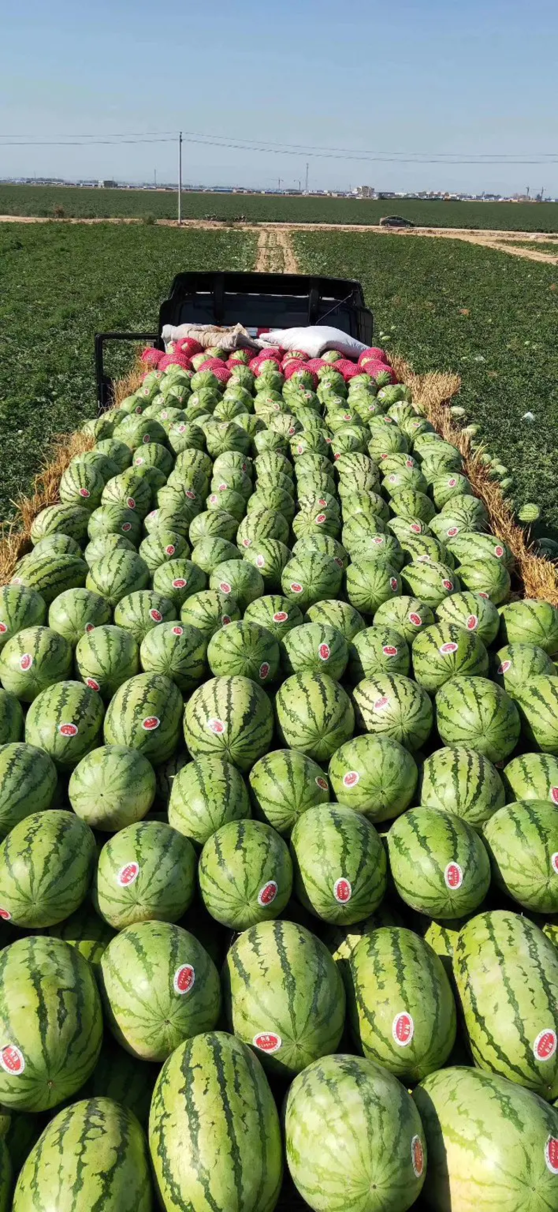 吉林万亩西瓜，一手货源产地直供保熟保甜，全国接单诚信