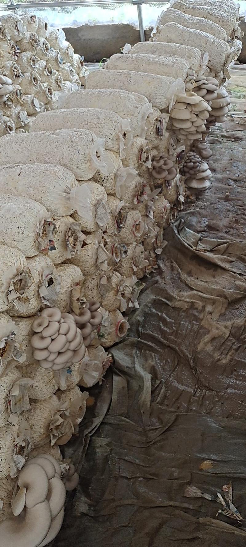 秦岭深山鲜平菇，基地位于秦岭之东，气候温湿，鲜嫩脆滑