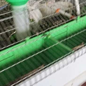 羊饲料，肉羊料，母羊料，羔羊料，羊全日粮，包邮价到县城