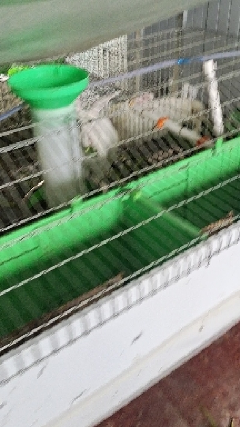 羊饲料，肉羊料，母羊料，羔羊料，羊全日粮，包邮价到县城