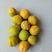 杏，金太阳杏，河北保定主产地，产量高，价格低，适合商品果