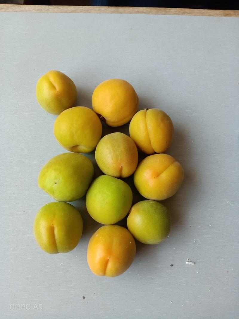 杏，金太阳杏，河北保定主产地，产量高，价格低，适合商品果