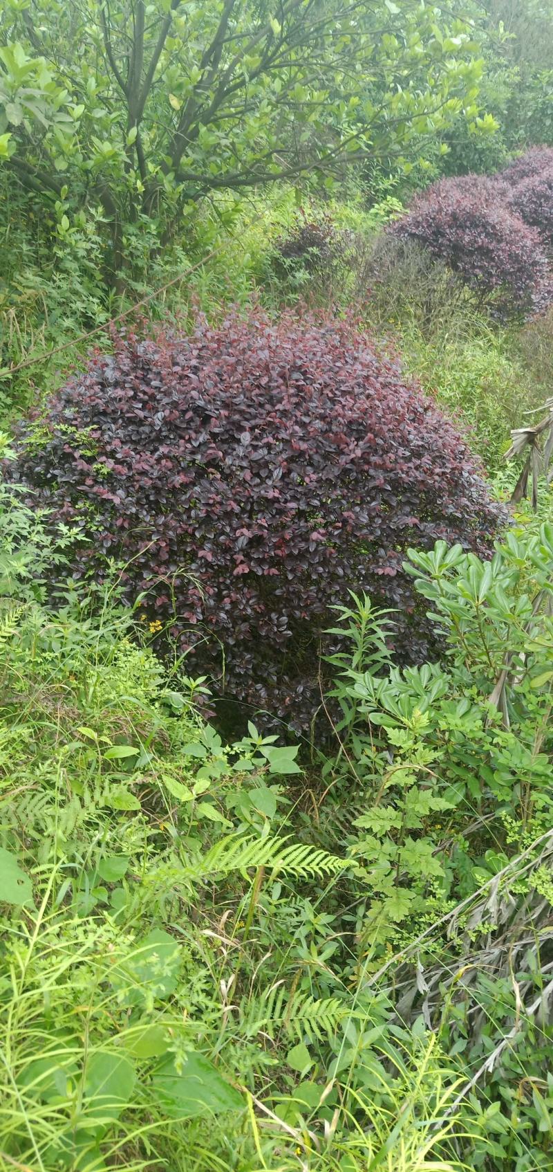红继木球，自家地里的苗，现场看货，量大从优。