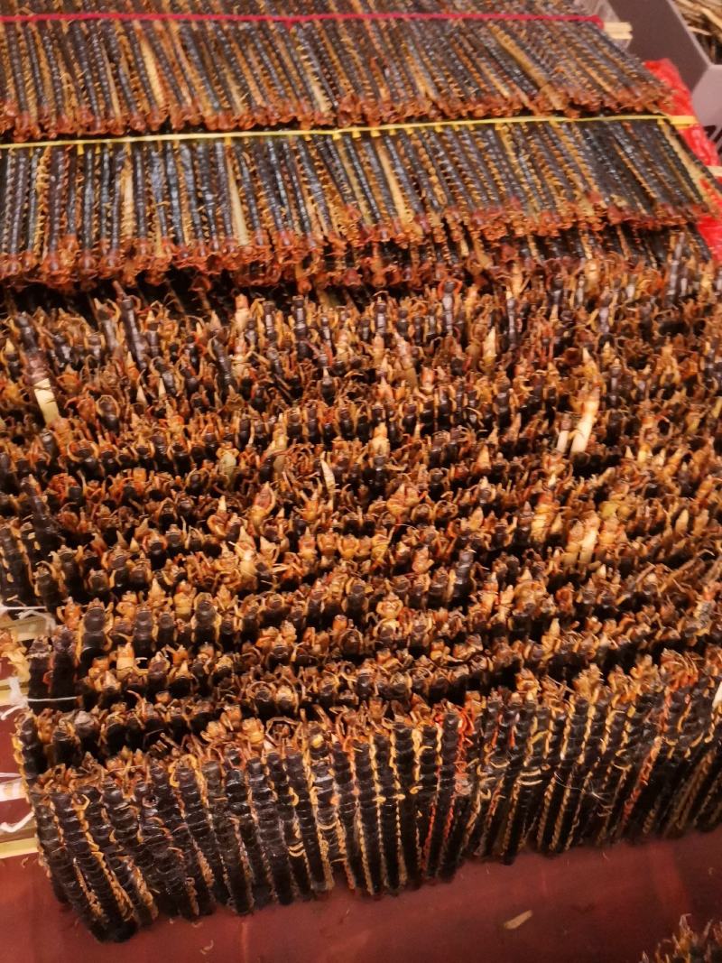 优质湖北野生红头蜈蚣量大从优规格齐全欢迎选购
