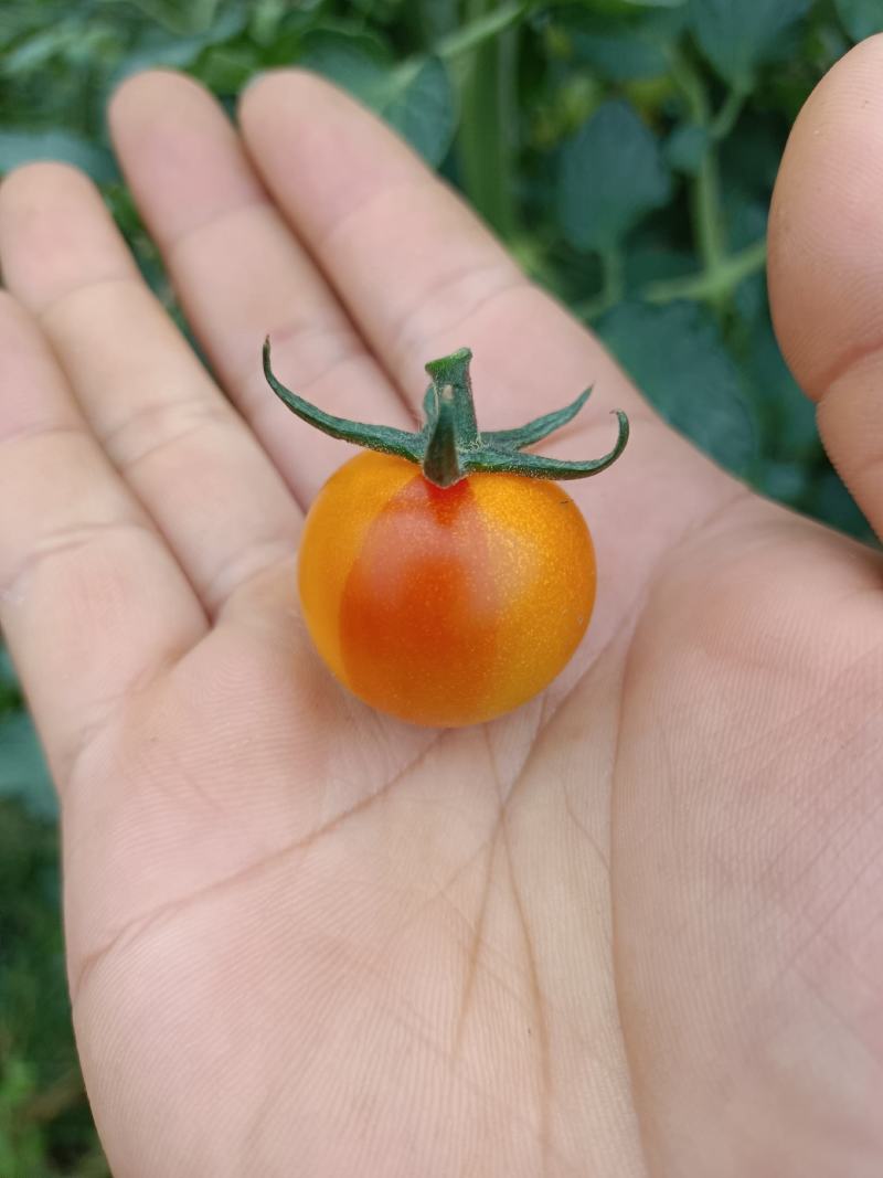 千禧樱桃小番茄品种都有货各品种齐全