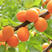 金太阳杏，菜籽黄杏，量大从优，果农种植。