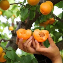 金太阳杏，菜籽黄杏，量大从优，果农种植。