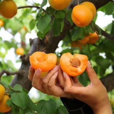 金太阳杏，菜籽黄杏，量大从优，果农种植。