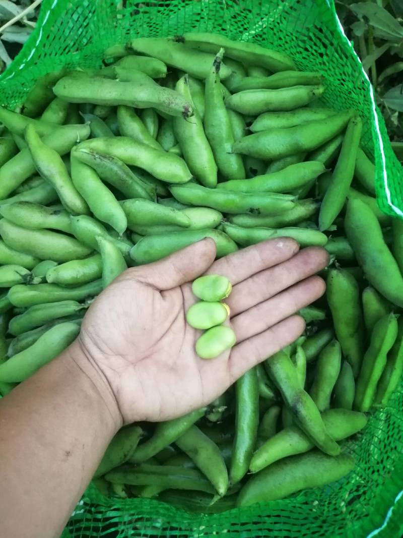 【推荐】大白皮蚕豆早大白和七星豆都有;青米白米都有