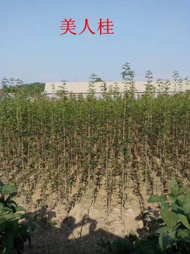 桂花苗，丹桂苗，1到3公分，可带土球。量大价优！