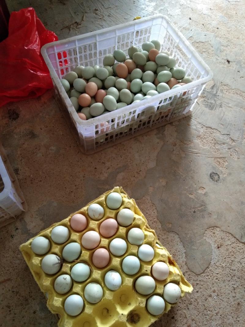 农家散养土鸡蛋绿壳土鸡蛋天天生态土鸡园绿色健康食品
