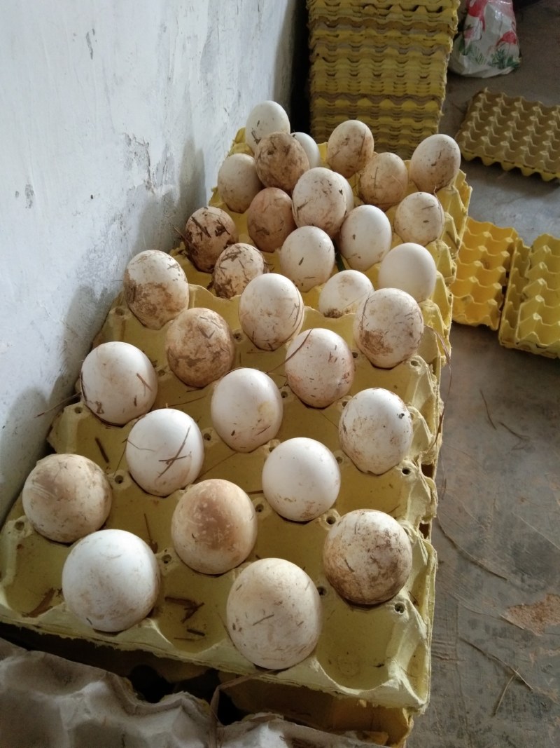 农家散养土鸡蛋绿壳土鸡蛋天天生态土鸡园绿色健康食品