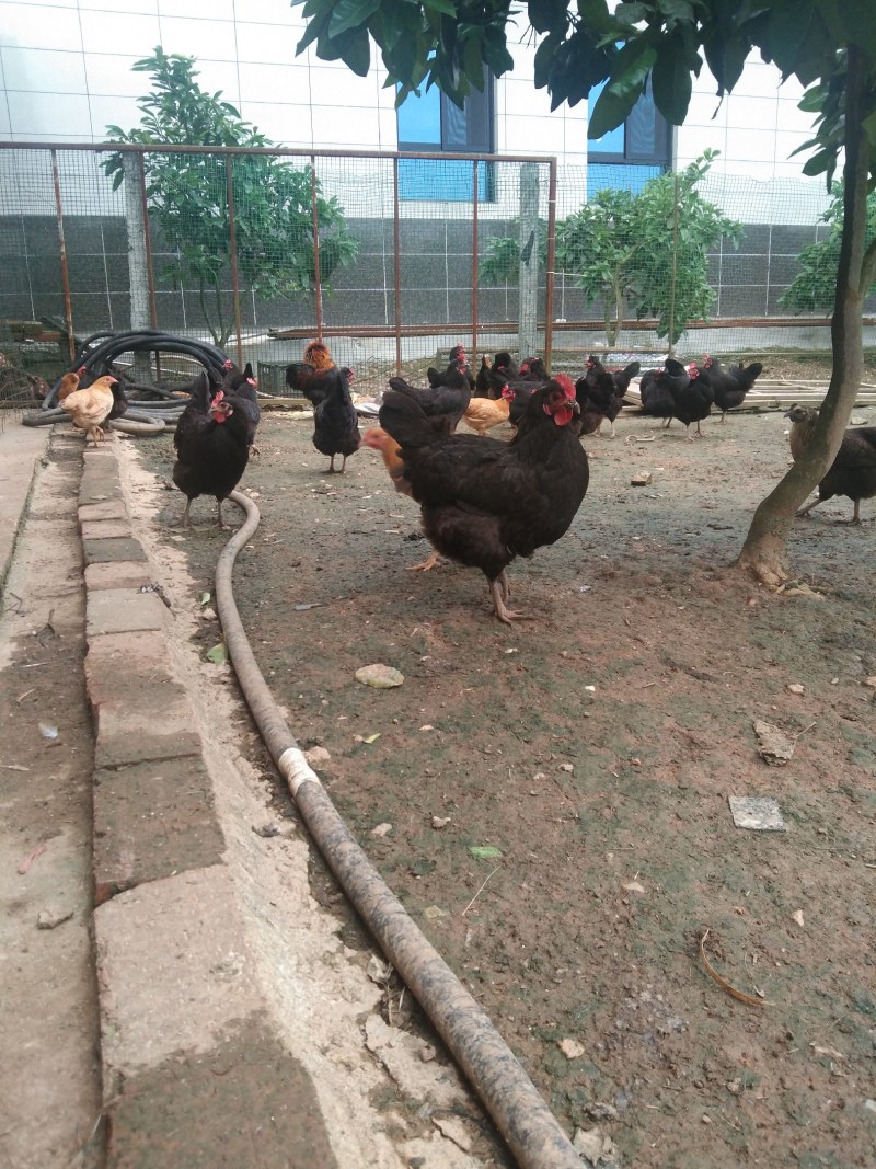 农家散养土鸡蛋绿壳土鸡蛋天天生态土鸡园绿色健康食品