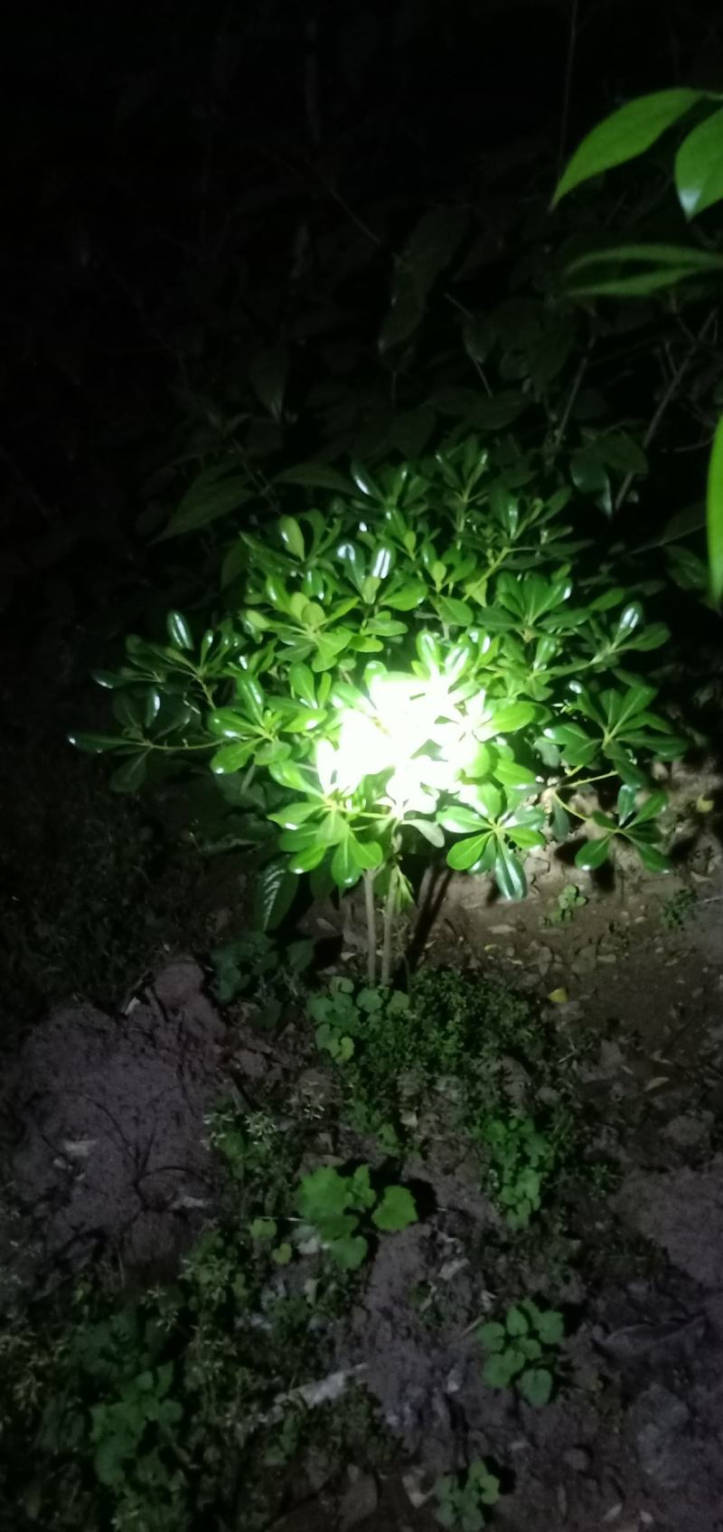 海桐笼子，带土球，自家地里的苗，量大从优。
