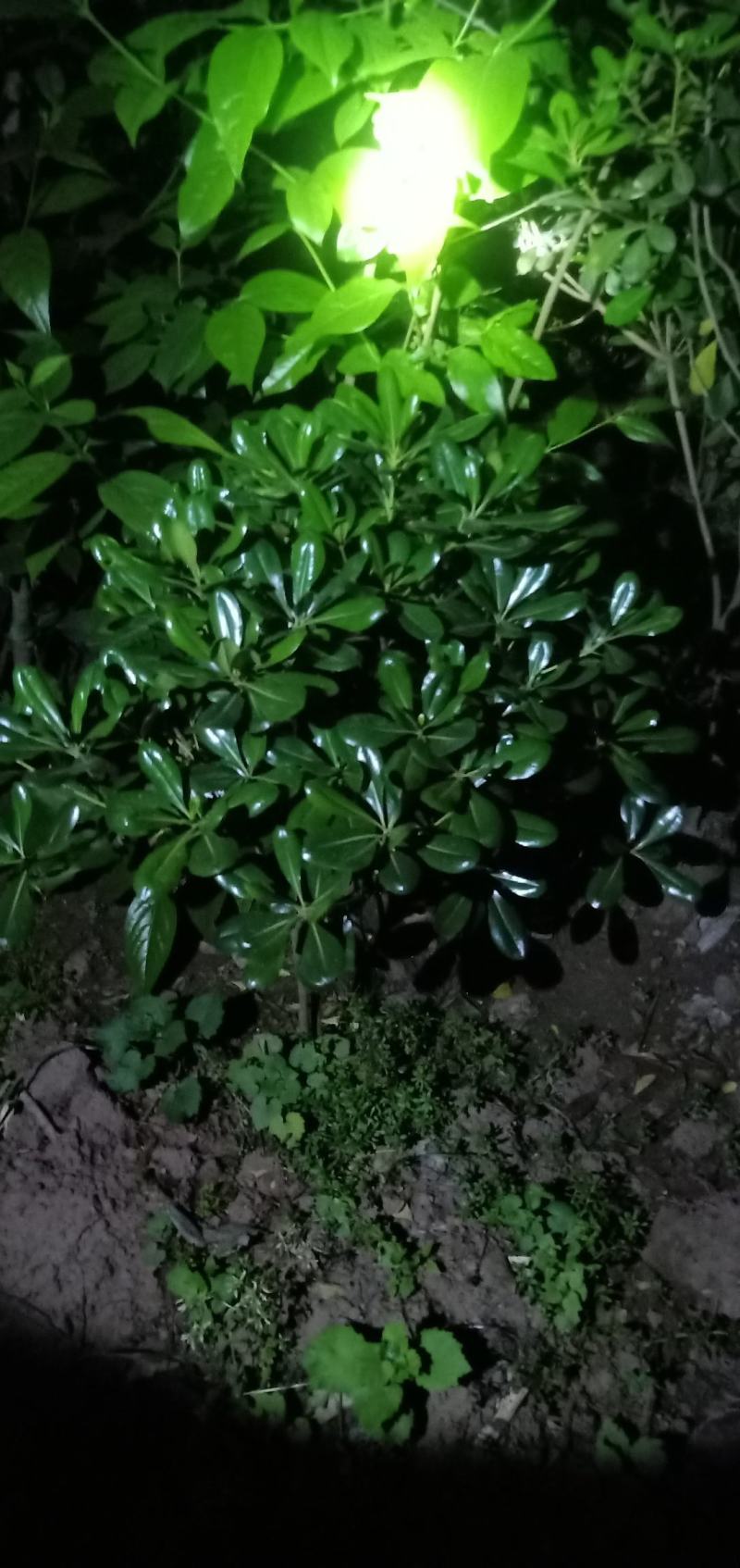 海桐笼子，带土球，自家地里的苗，量大从优。