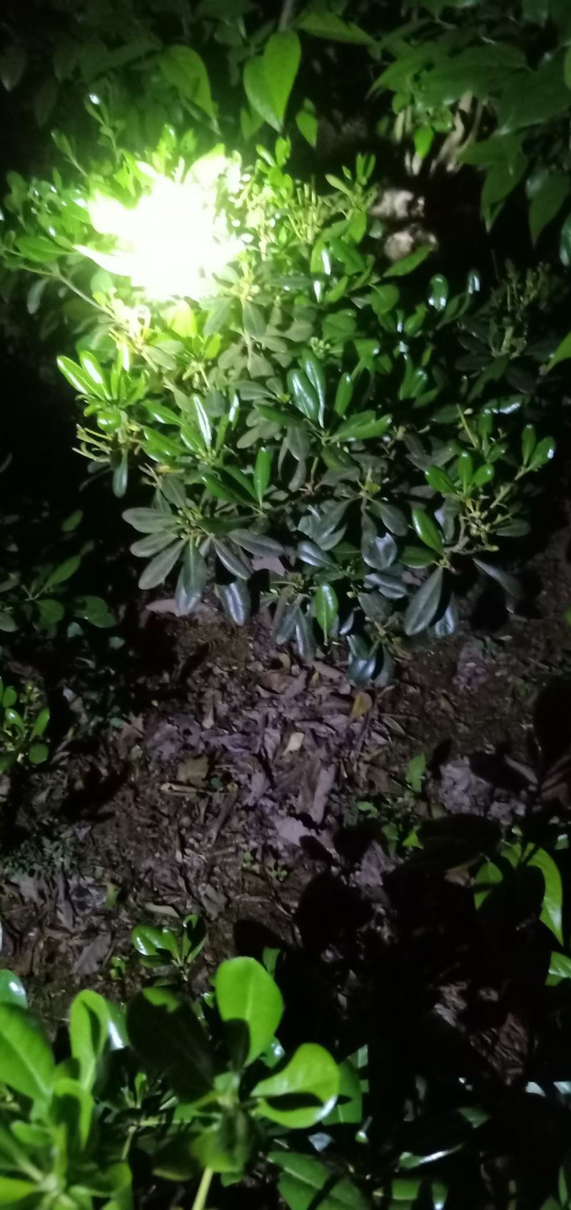 海桐笼子，带土球，自家地里的苗，量大从优。