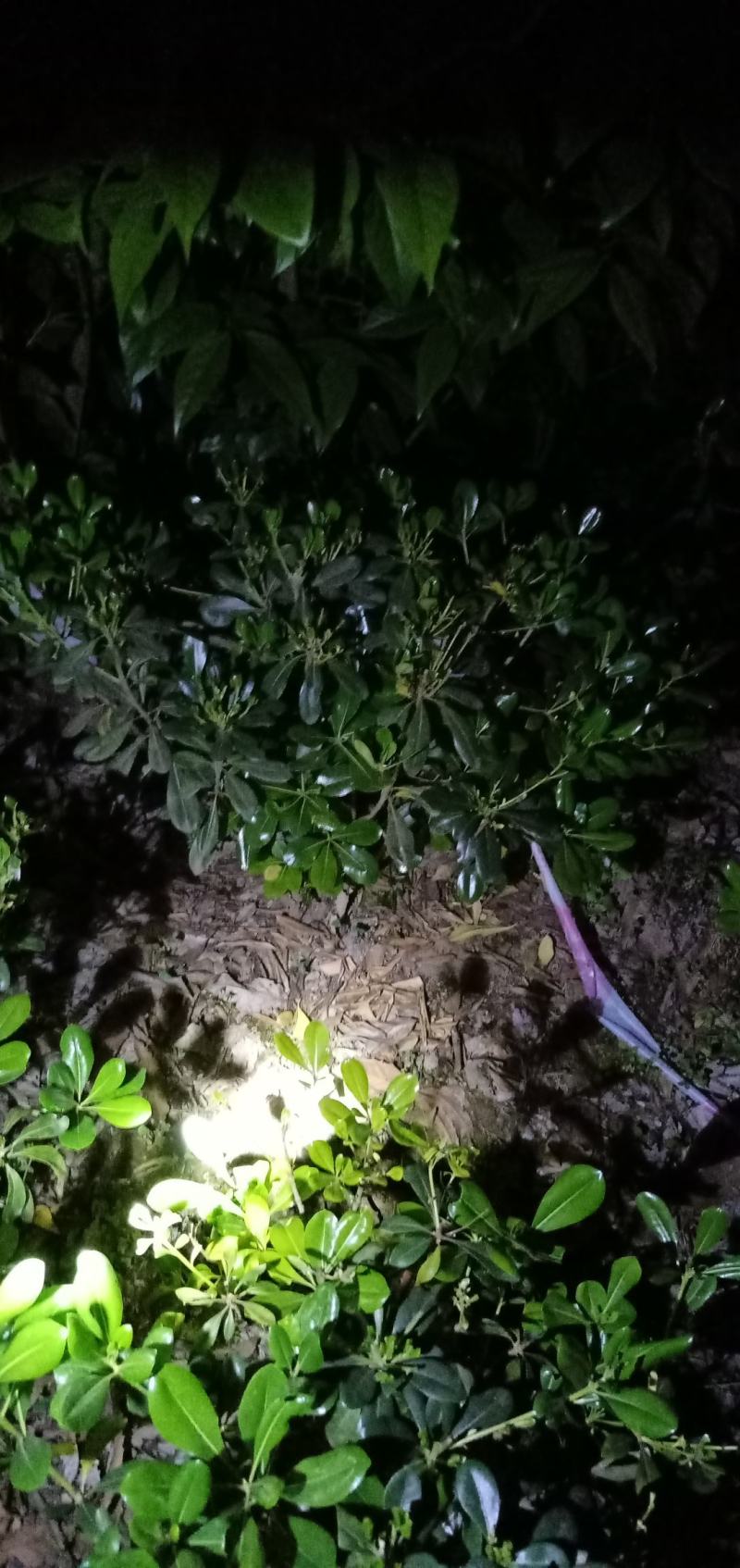 海桐笼子，带土球，自家地里的苗，量大从优。