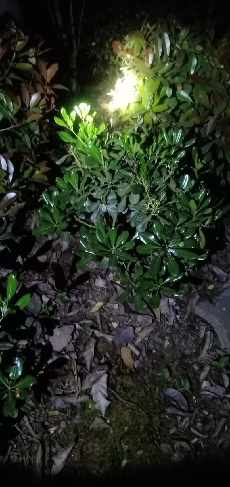 海桐笼子，带土球，自家地里的苗，量大从优。