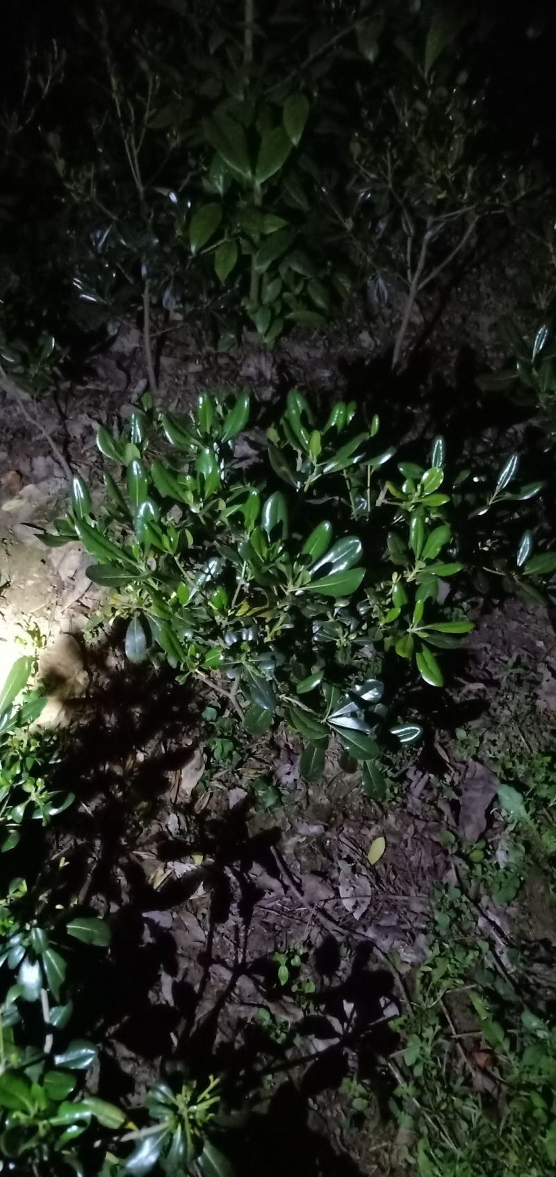 海桐笼子，带土球，自家地里的苗，量大从优。