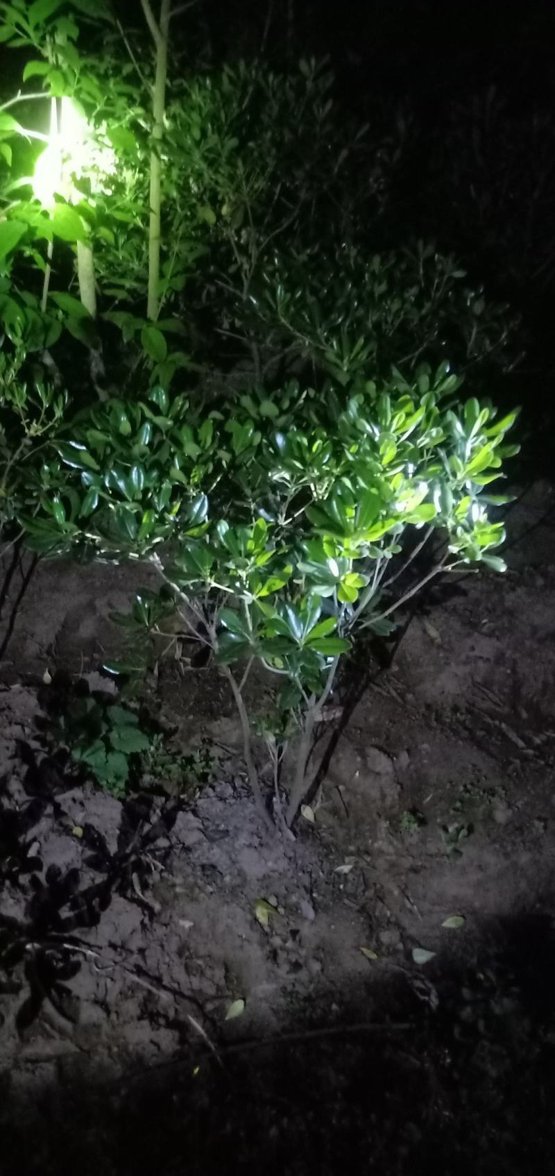 海桐笼子，带土球，自家地里的苗，量大从优。