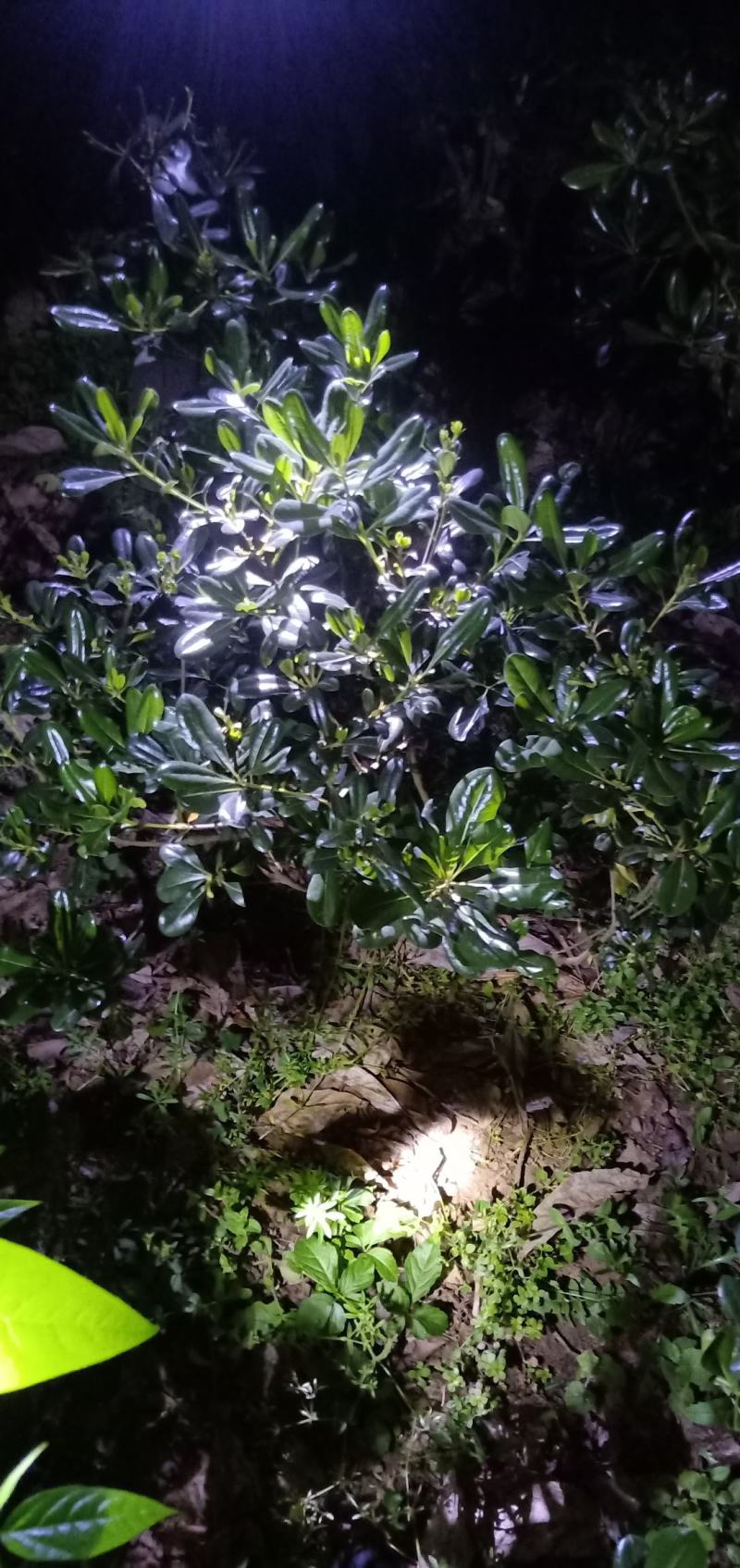 海桐笼子，带土球，自家地里的苗，量大从优。