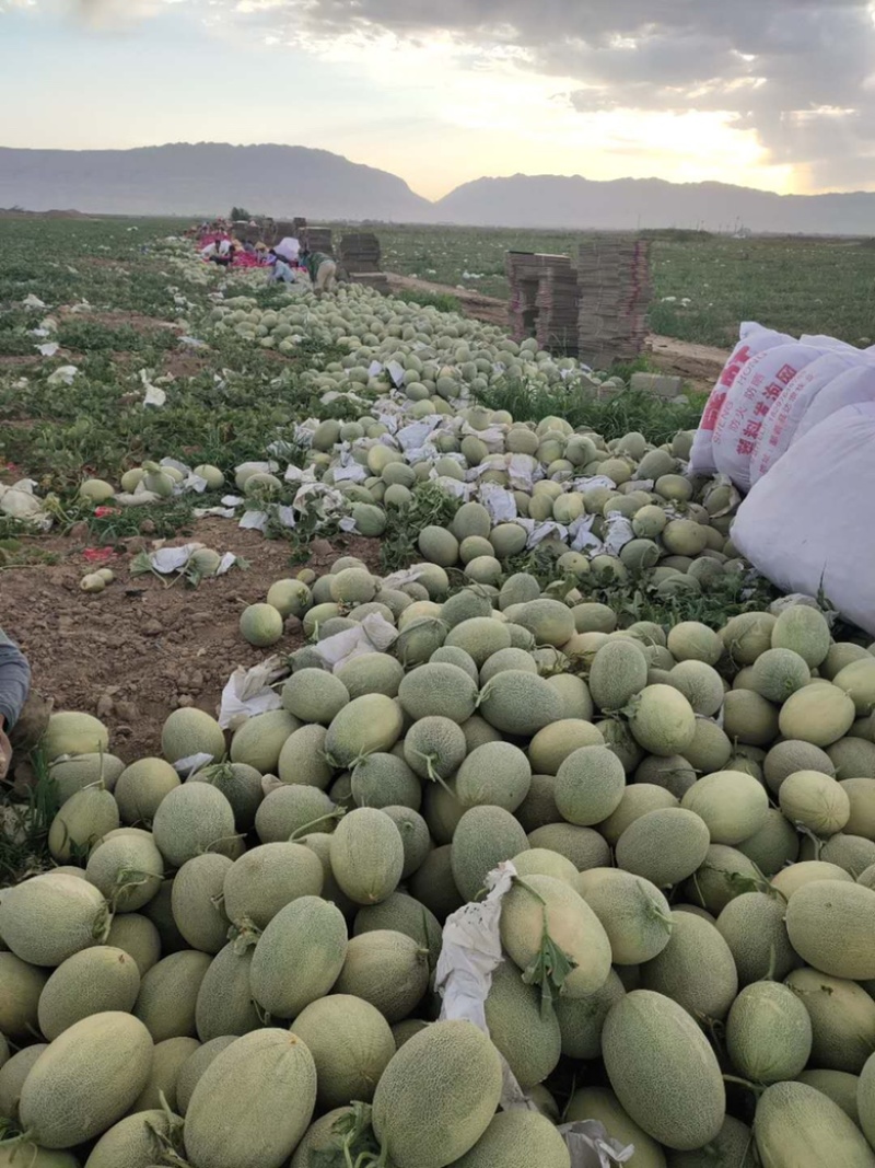 新疆哈密瓜西州蜜25，整车代发，一件代发，落地配
