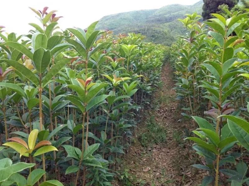 丹桂苗桂花苗地径2公分到3公分，可带土球，