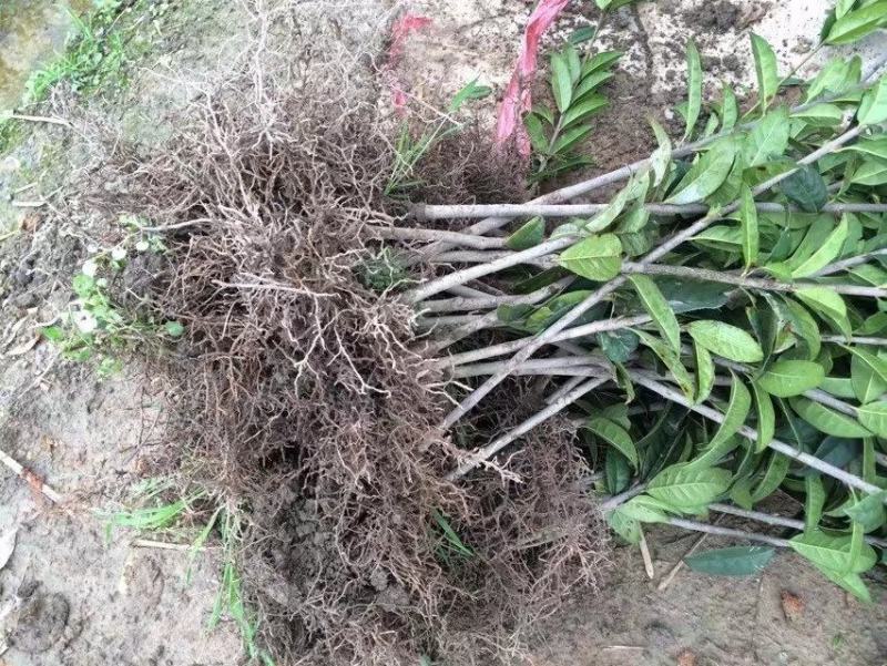 丹桂苗桂花苗地径2公分到3公分，可带土球，