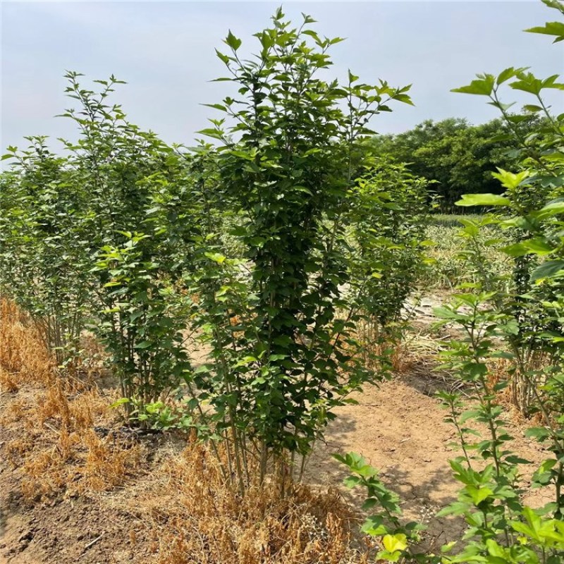木槿，丛生木槿，大小规格丛生木槿树泰安批发