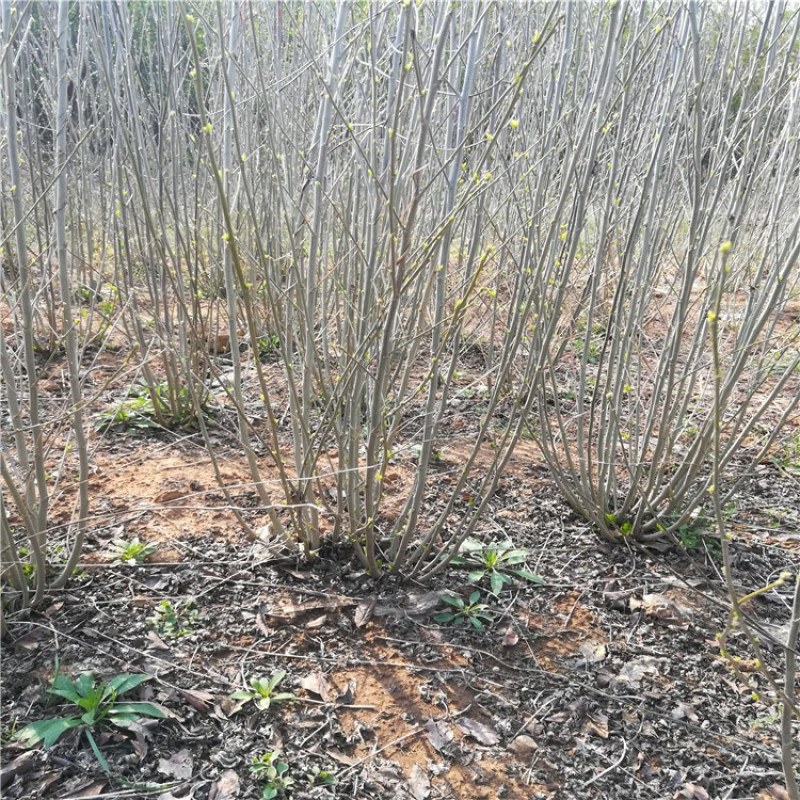 木槿，丛生木槿，大小规格丛生木槿树泰安批发