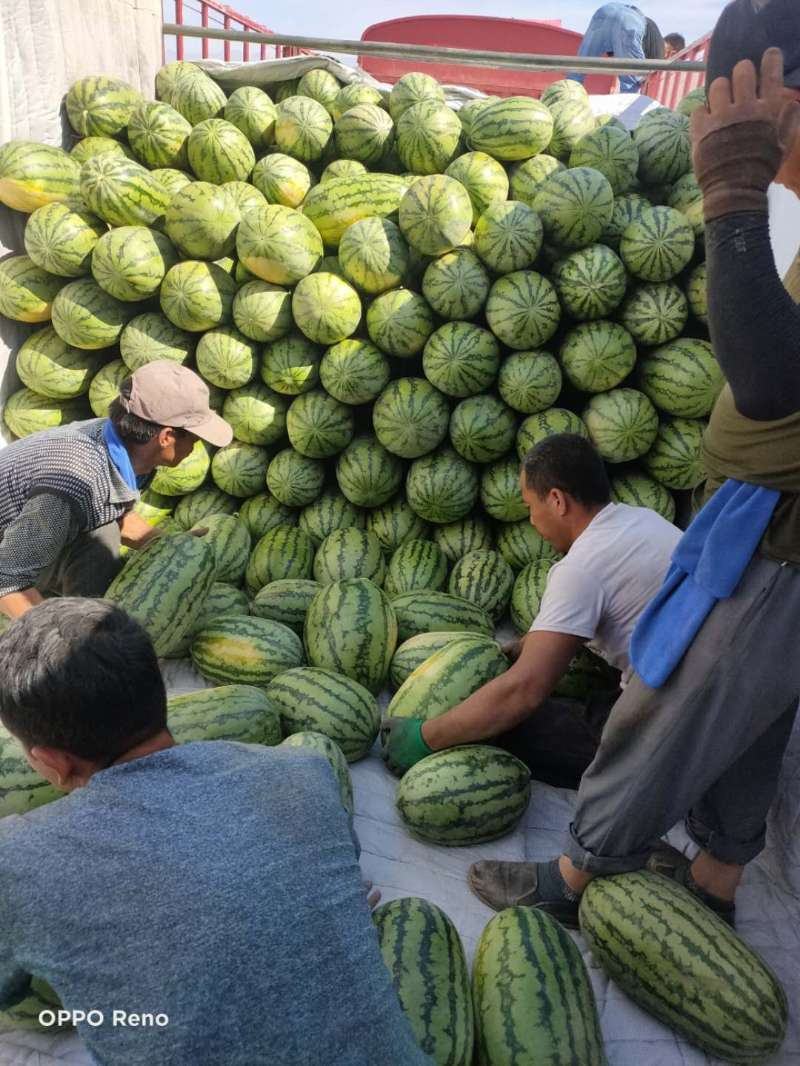 新疆吐鲁番西瓜大量上市欢迎采购皮薄肉厚有意者电话联系