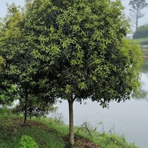 桂花树，自家苗圃的货源，现场看树，量大从优。